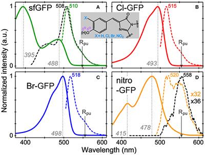 Dissecting Optical Response and Molecular Structure of Fluorescent Proteins With Non-canonical Chromophores